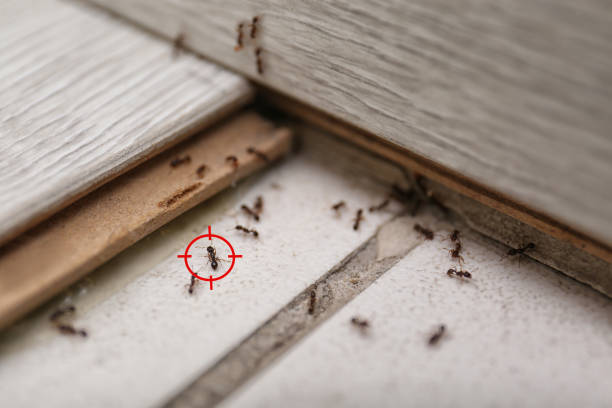 Best Affordable Pest Control Services  in Zephyrhills South, FL