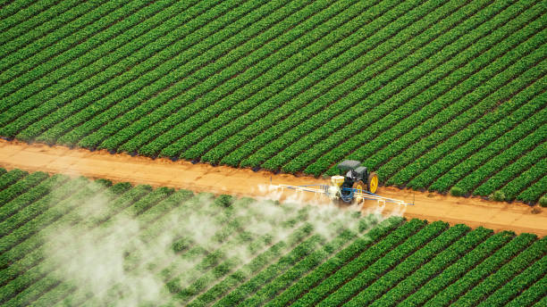 Best Termite Control Services  in Zephyrhills South, FL