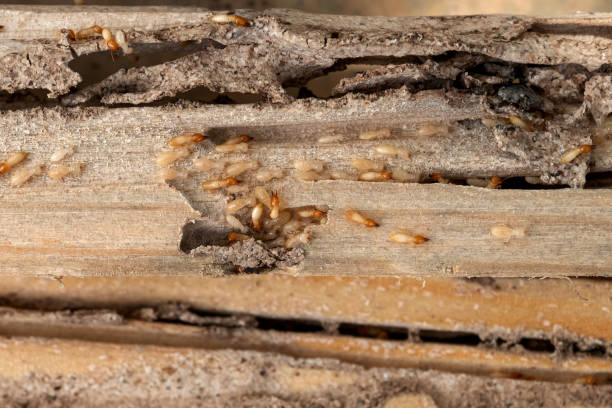 Best Mosquito Control Services  in Zephyrhills South, FL