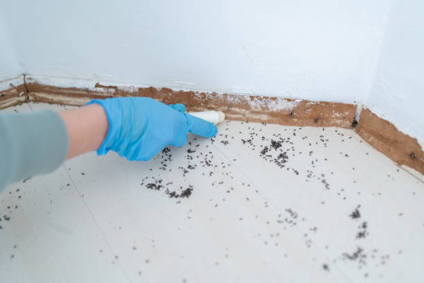 Best Wasp Removal Services  in Zephyrhills South, FL
